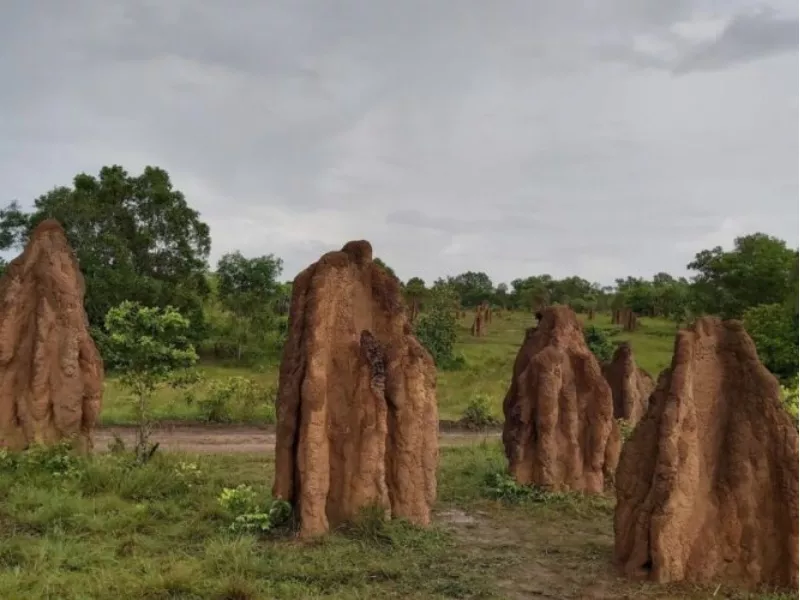 Musamus Merauke Rumah
