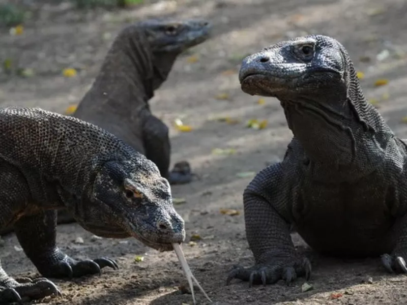 Komodo Jepang Breeding Loan