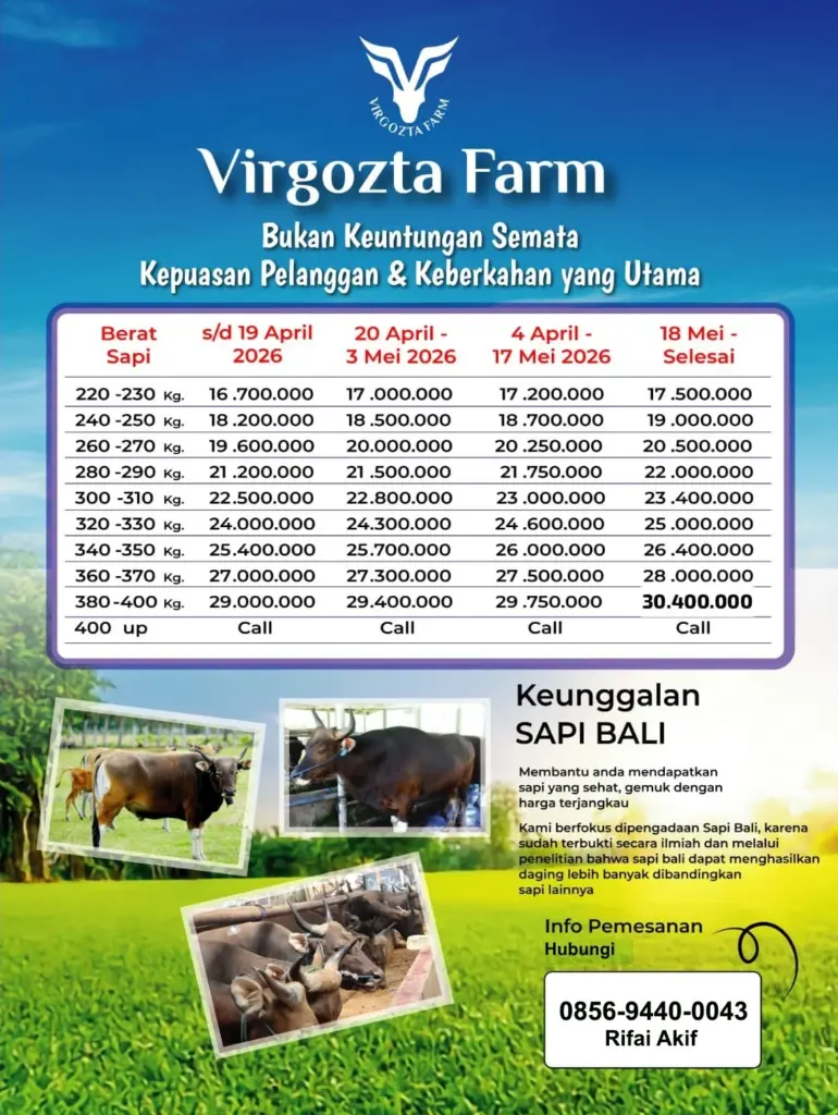 harga sapi kurban