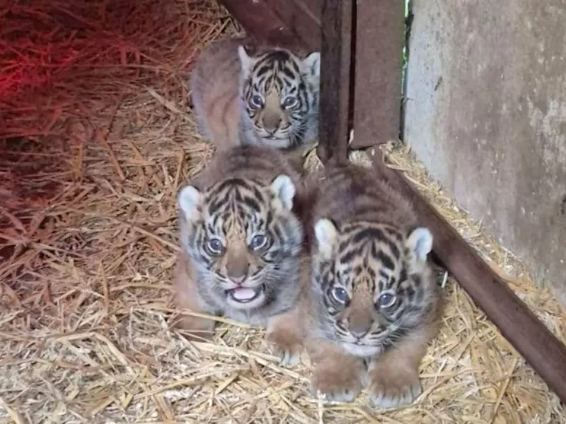 Bayi Harimau Sumatera Langka Lahir di Inggris