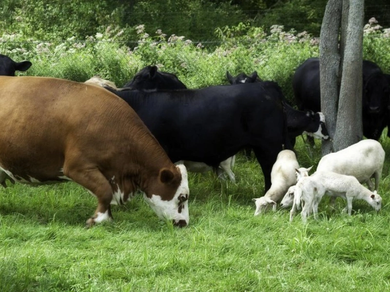Pembagian Daging Kurban Syariat Islam