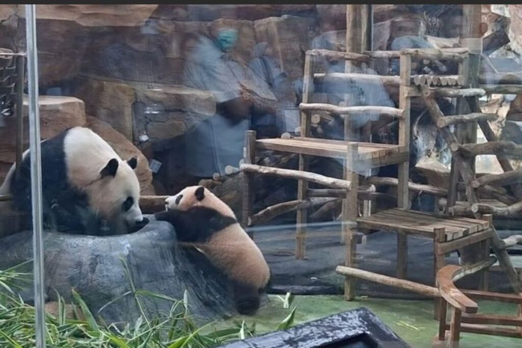 Baby Panda Rio Diperkenalkan Publik