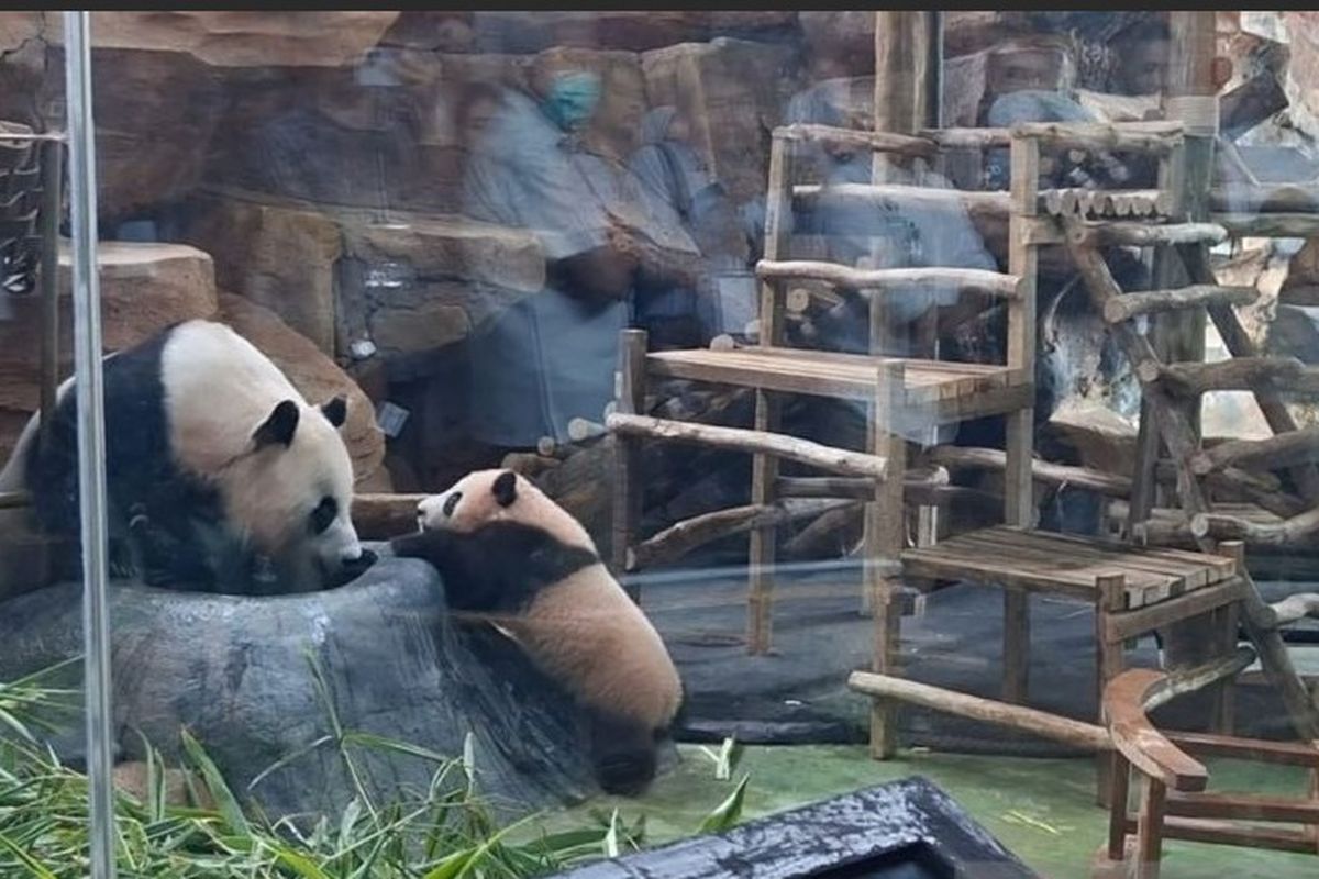 Baby Panda Rio Resmi Diperkenalkan ke Publik, Tonggak Bersejarah ...