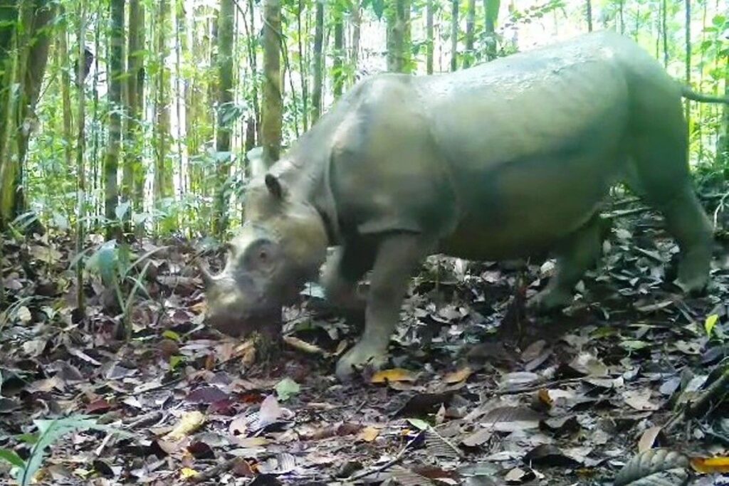 Badak Kalimantan Program Bayi Tabung