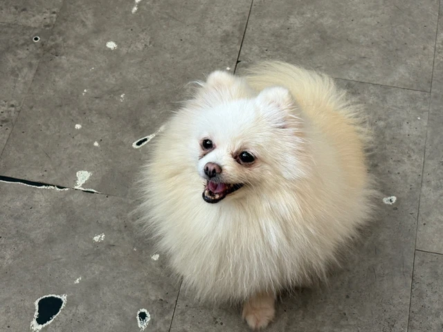 Kasus Anjing Sissy