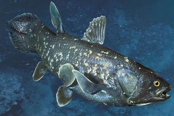 Indonesia 18 Coelacanth