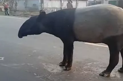 Tapir Mesuji Disembelih