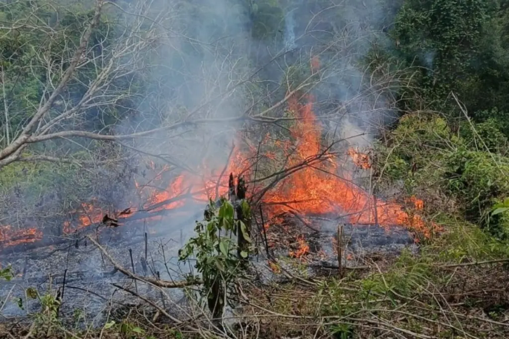 Jepang Karhutla Kalimantan