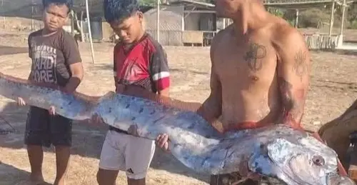 Oarfish Pantai Pink