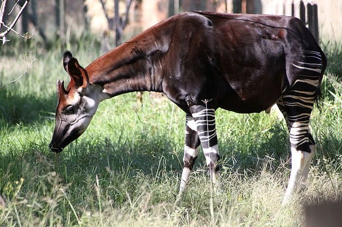 Okapi Mamalia
