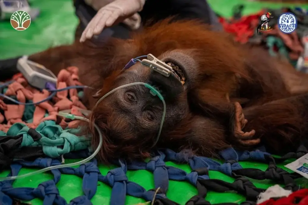 Karhutla Kalimantan Orang Utan