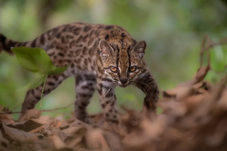 Leopardus tilcayo