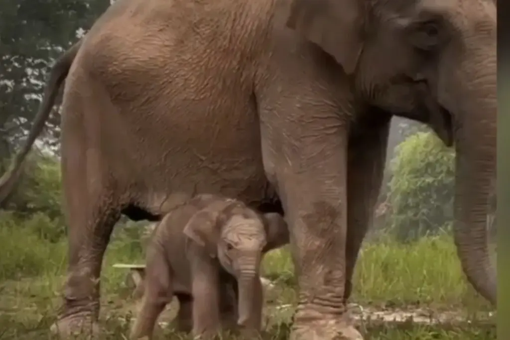 Anak Gajah Tesso Nilo Lahir