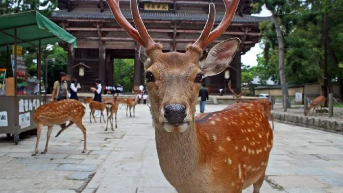 Video Wisatawan Nara Park Viral