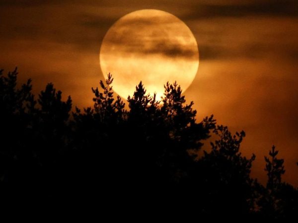 Strawberry Moon Hiasi Langit Dunia, Ini Fakta di Balik Bulan Purnama yang Viral
